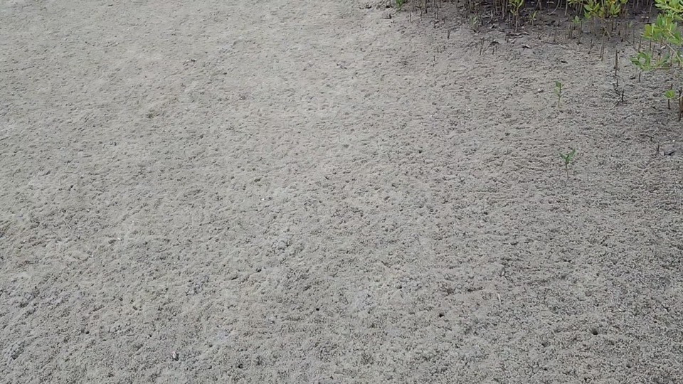 Plot 01 before planting: bare tidal flat